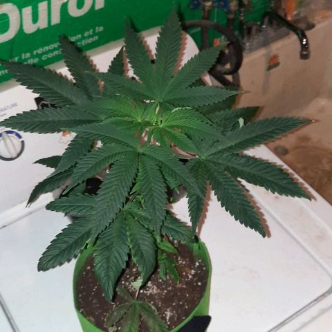 Origem desconhecida growlog timeline photo