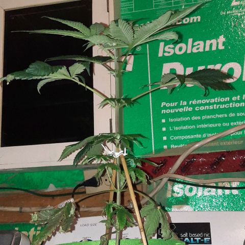Origem desconhecida growlog timeline photo