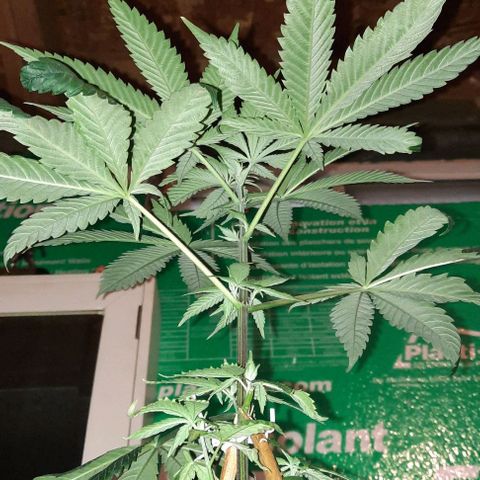 Origem desconhecida growlog photo: 🥰🥰🥰🥰🇨🇦🇵🇹 esta linda linda linda 