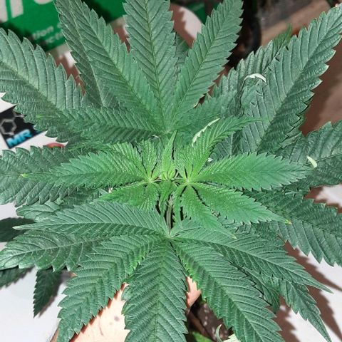 Origem desconhecida growlog timeline photo