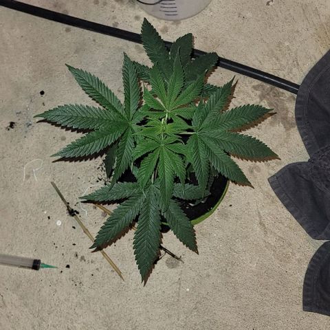 Origem desconhecida growlog timeline photo