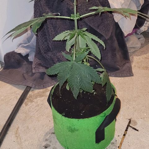 Origem desconhecida growlog timeline photo