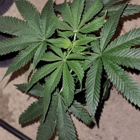 Origem desconhecida growlog timeline photo
