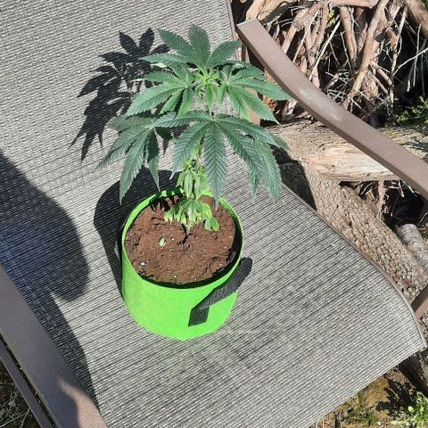 Origem desconhecida growlog timeline photo