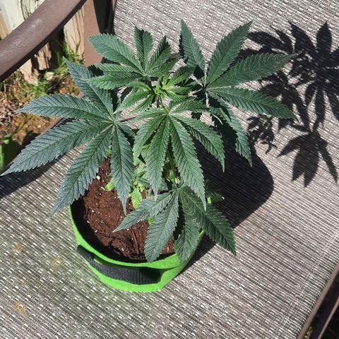 Origem desconhecida growlog timeline photo