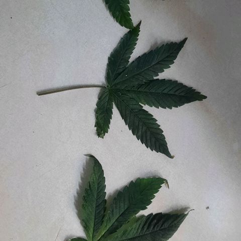 Origem desconhecida growlog photo: 🤣🤣🤣🤣🤣