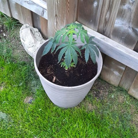 Origem desconhecida growlog timeline photo