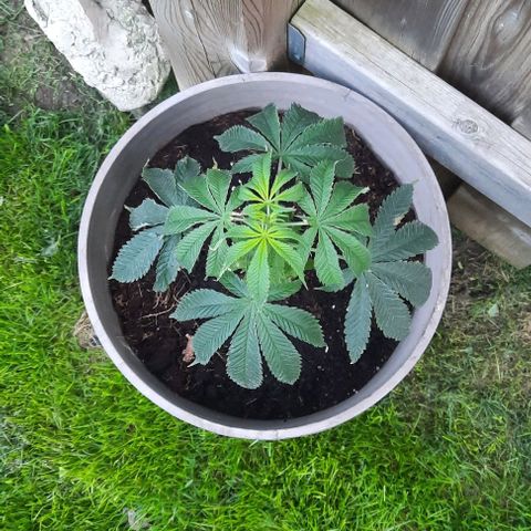 Origem desconhecida growlog timeline photo