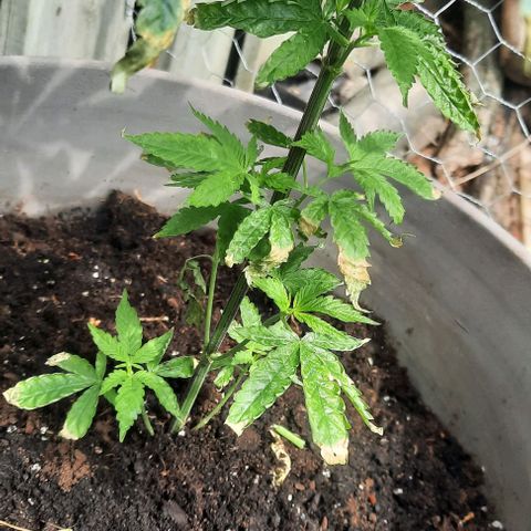 Origem desconhecida growlog timeline photo