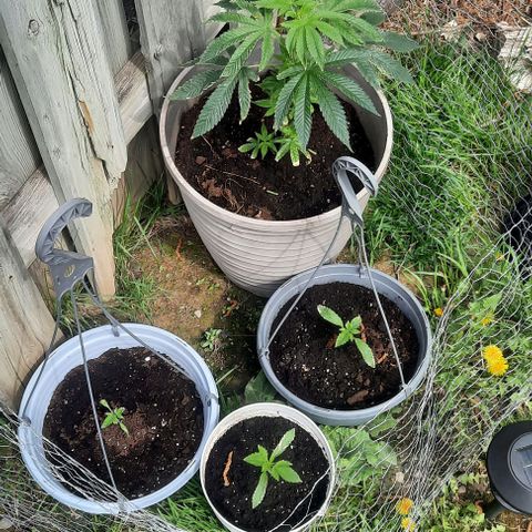 Origem desconhecida growlog timeline photo