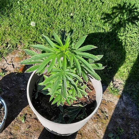 Origem desconhecida growlog timeline photo