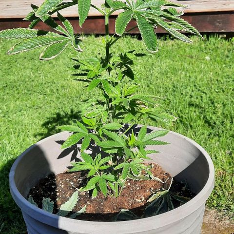 Origem desconhecida growlog timeline photo