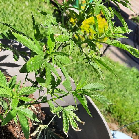 Origem desconhecida growlog timeline photo