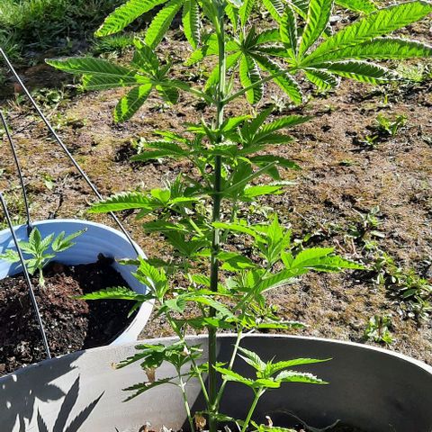 Origem desconhecida growlog timeline photo