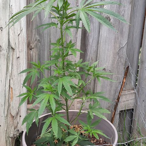 Origem desconhecida growlog timeline photo