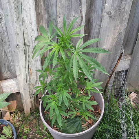 Origem desconhecida growlog timeline photo