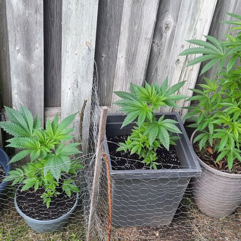 Origem desconhecida growlog timeline photo