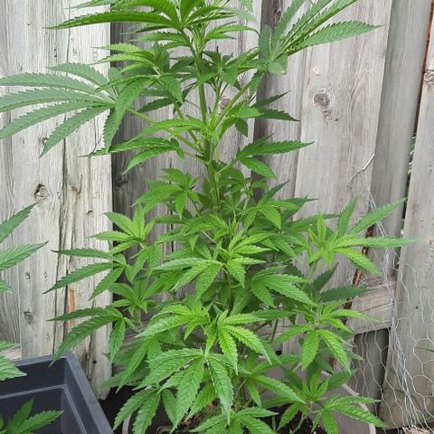 Origem desconhecida growlog timeline photo