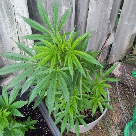 Origem desconhecida growlog timeline photo