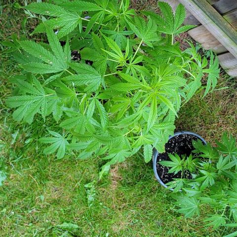 Origem desconhecida growlog timeline photo