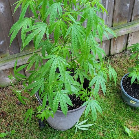 Origem desconhecida growlog timeline photo