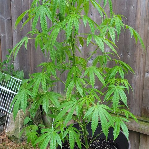 Origem desconhecida growlog timeline photo