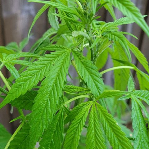 Origem desconhecida growlog timeline photo