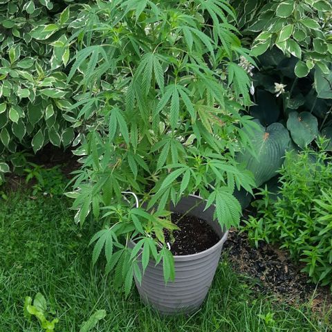 Origem desconhecida growlog timeline photo