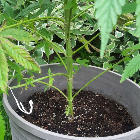 Origem desconhecida growlog timeline photo