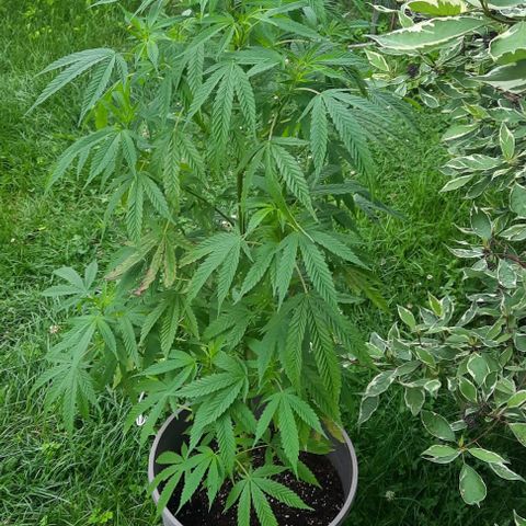 Origem desconhecida growlog timeline photo