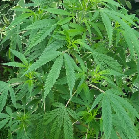 Origem desconhecida growlog timeline photo