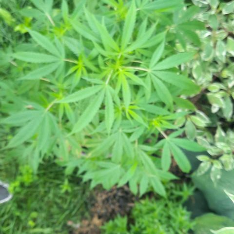 Origem desconhecida growlog timeline photo