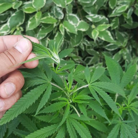 Origem desconhecida growlog timeline photo