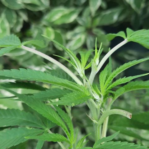 Origem desconhecida growlog timeline photo