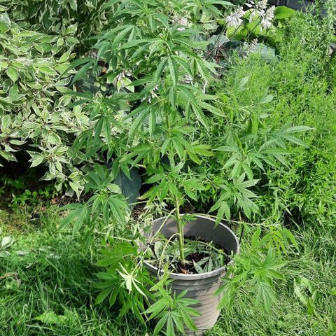 Origem desconhecida growlog timeline photo