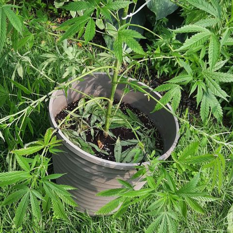 Origem desconhecida growlog timeline photo