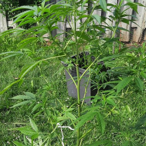 Origem desconhecida growlog timeline photo
