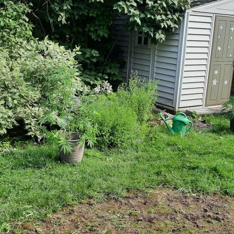 Origem desconhecida growlog timeline photo