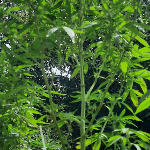 Origem desconhecida growlog timeline photo