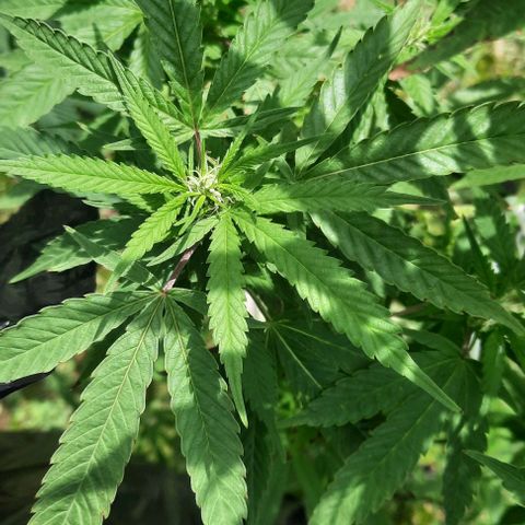 Origem desconhecida growlog timeline photo