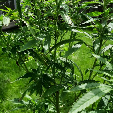 Origem desconhecida growlog timeline photo
