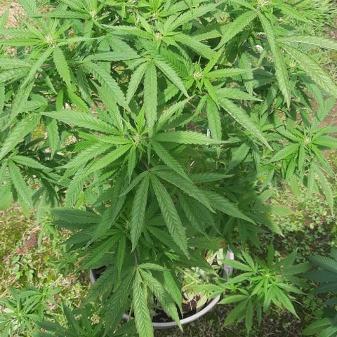 Origem desconhecida growlog timeline photo