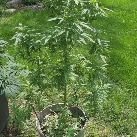 Origem desconhecida growlog timeline photo