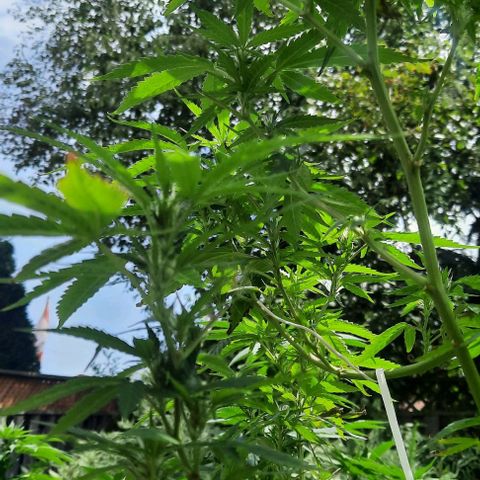 Origem desconhecida growlog timeline photo