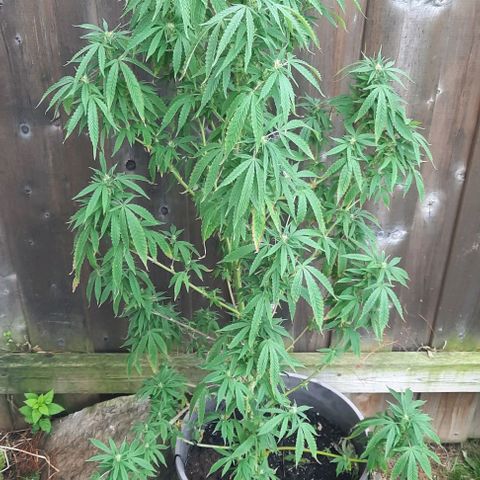 Origem desconhecida growlog timeline photo