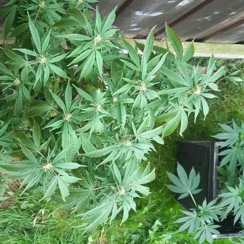 Origem desconhecida growlog timeline photo