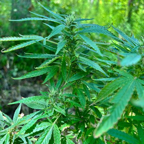 Origem desconhecida growlog timeline photo