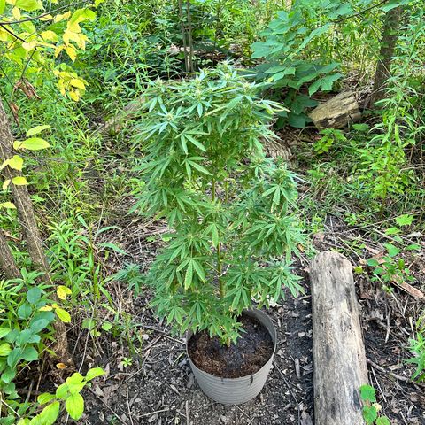 Origem desconhecida growlog timeline photo