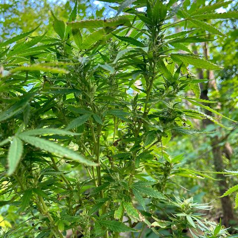 Origem desconhecida growlog timeline photo
