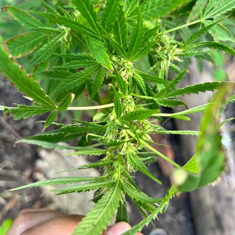 Origem desconhecida growlog timeline photo